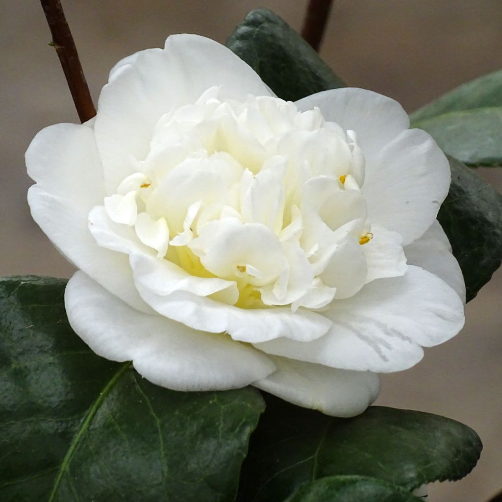 Camellia japonica Nobilissima