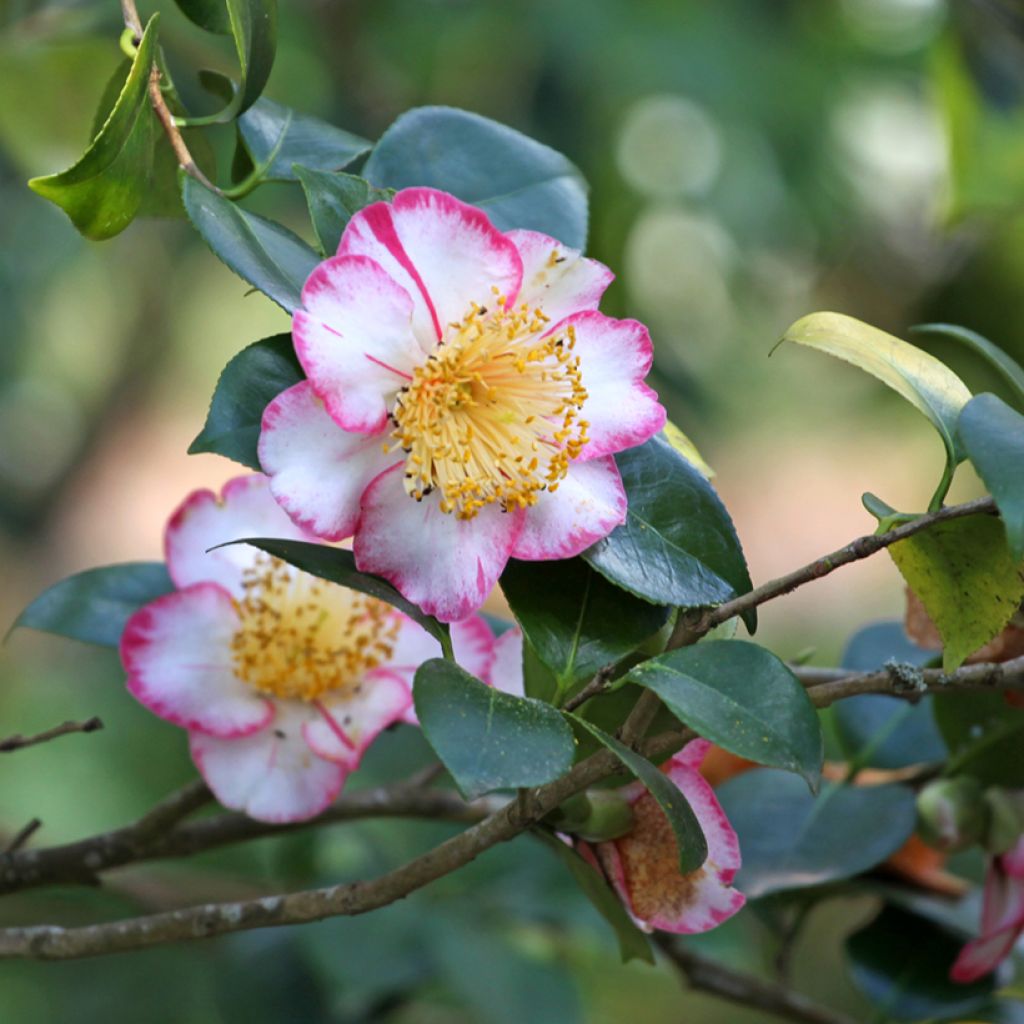 Camellia japonica de Higo Okan