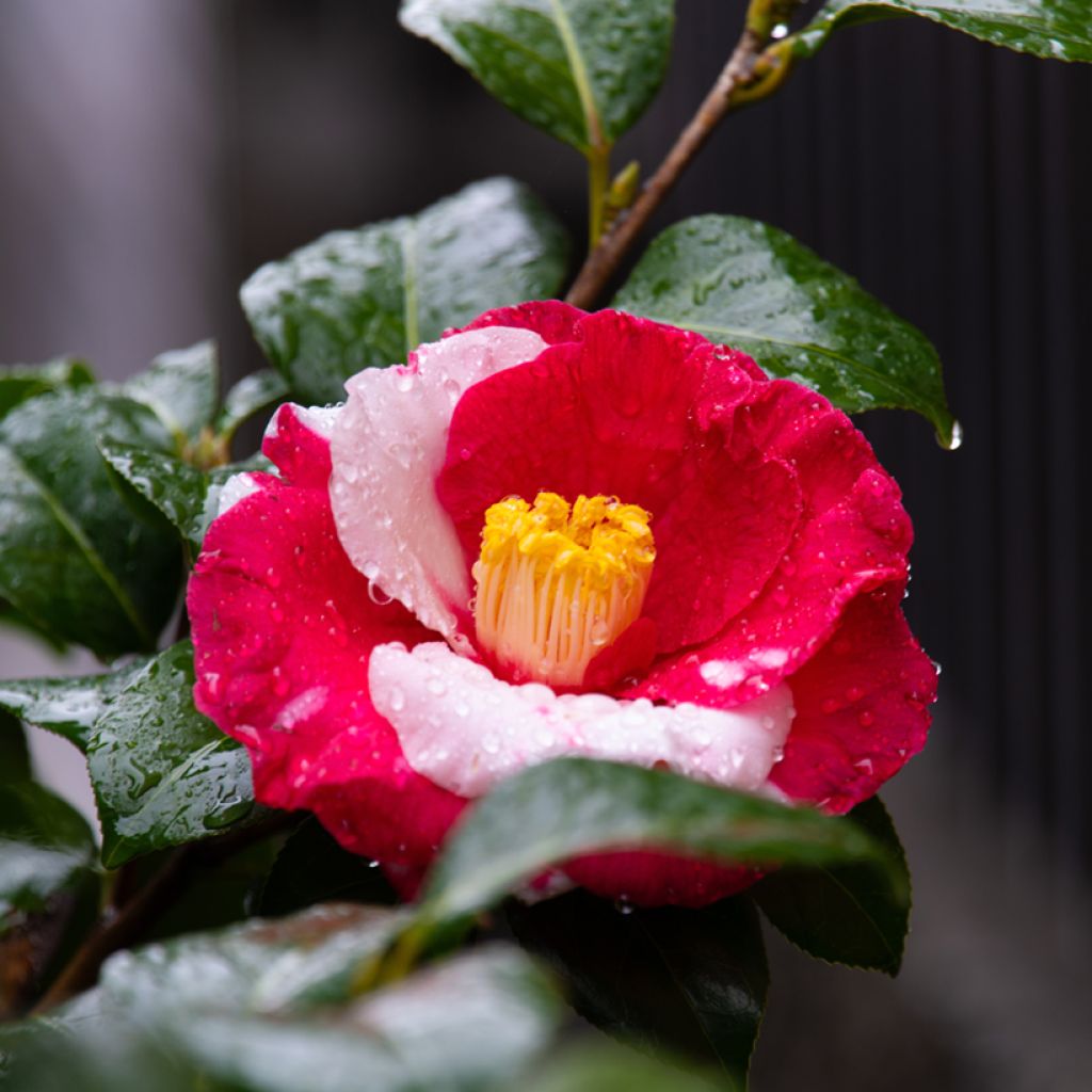 Camellia japonica Robert Lasson