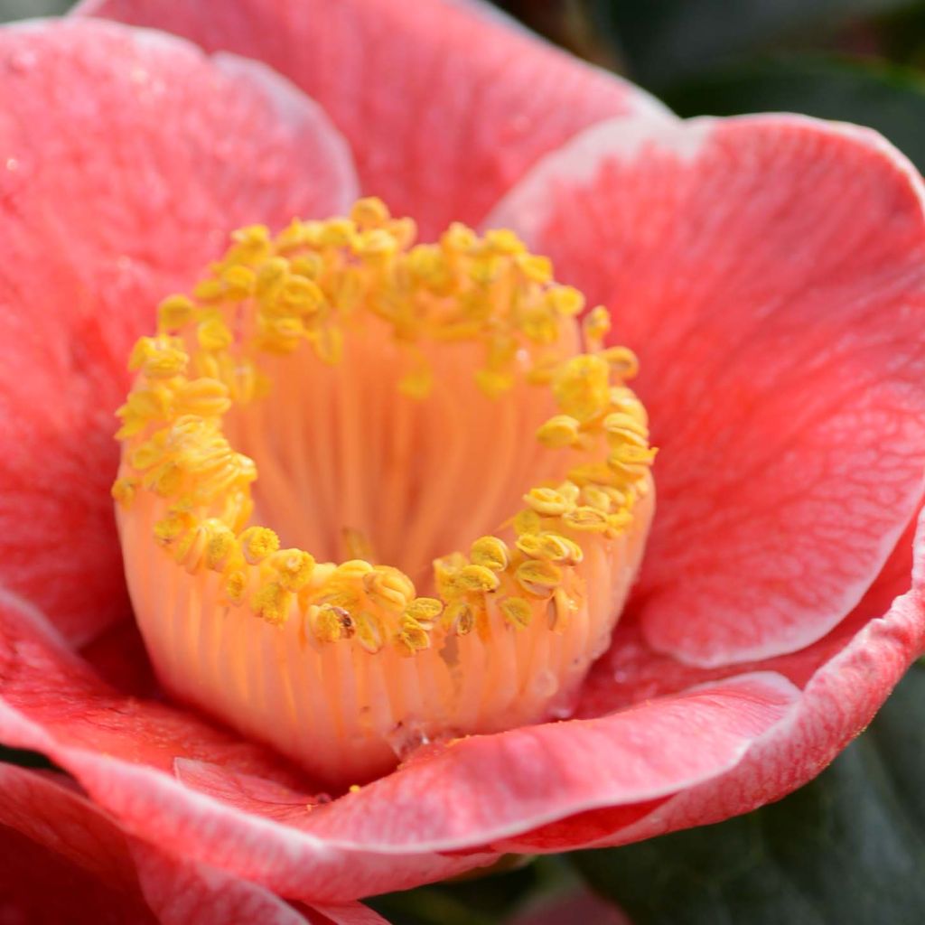 Camelia Sanpei Tsubaki - Camellia japonica