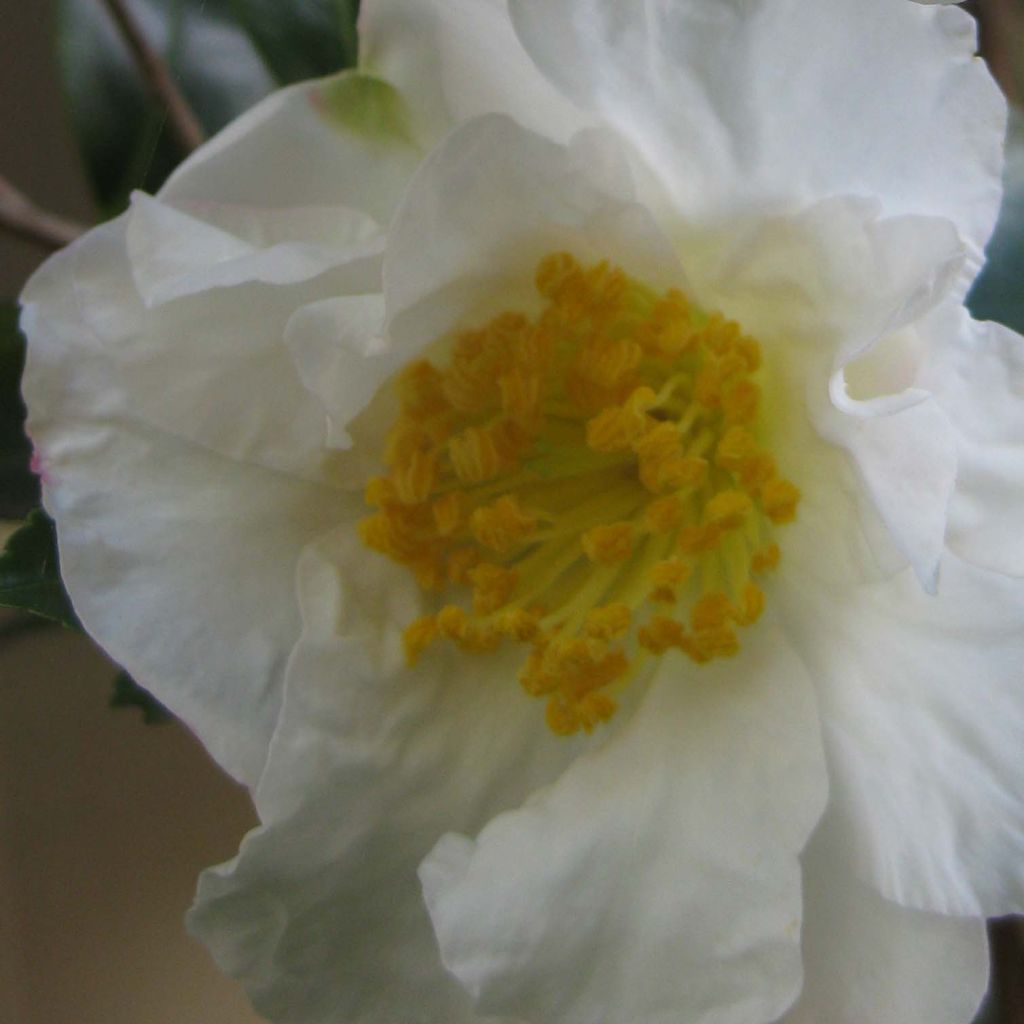 Camellia sasanqua Setsugekka - Camelia de otoño