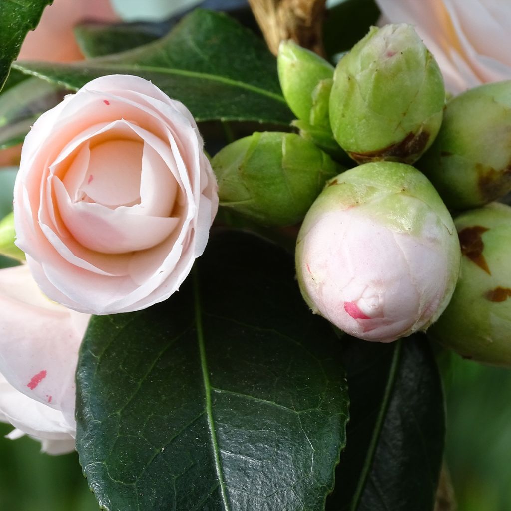 Camélia Stacy Susan - Camellia japonica