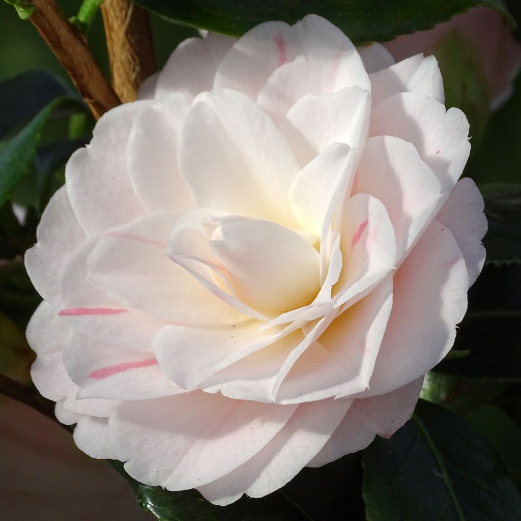 Camellia japonica Stacy Susan