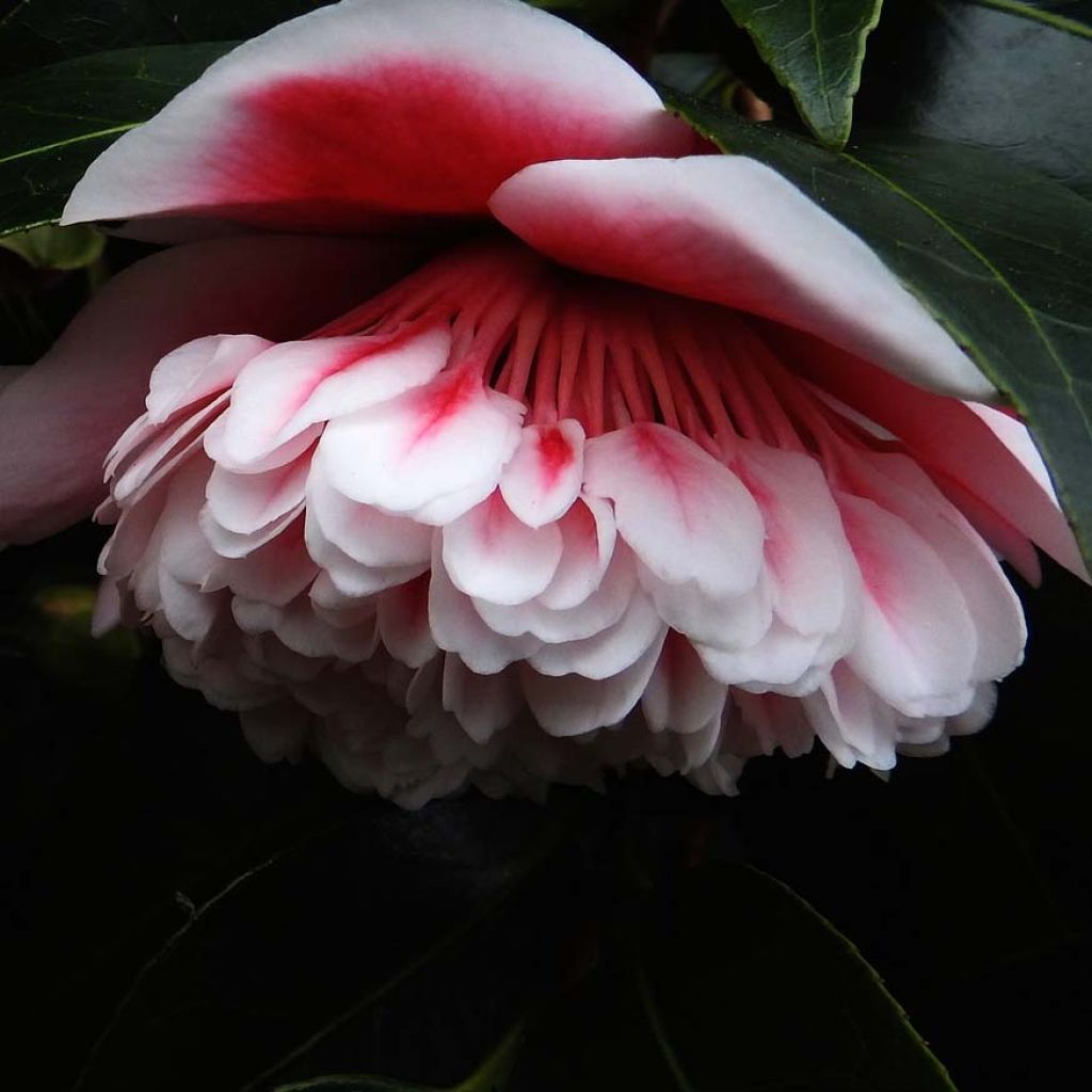 Camellia japonica Volunteer