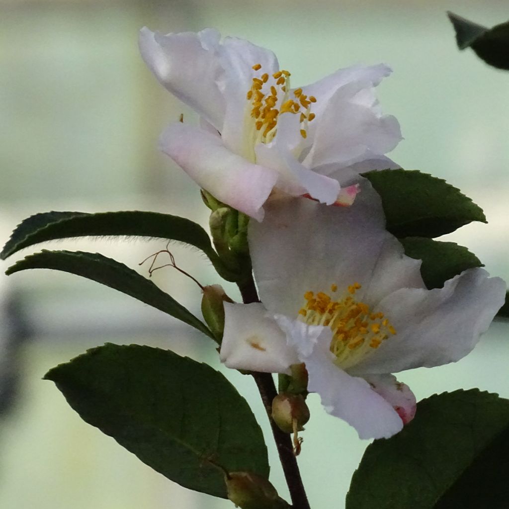 Camellia lutchuensis Fairy blush