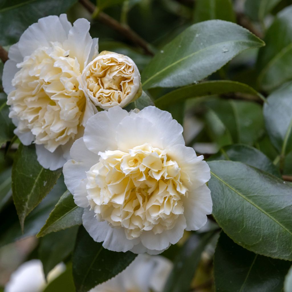 Camellia japonica Jury's Yellow