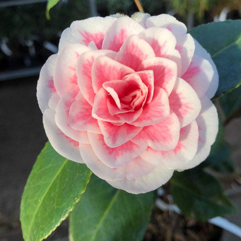 Camellia Look Away