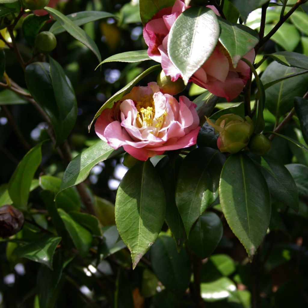 Camellia japonica Nuccio's Jewel