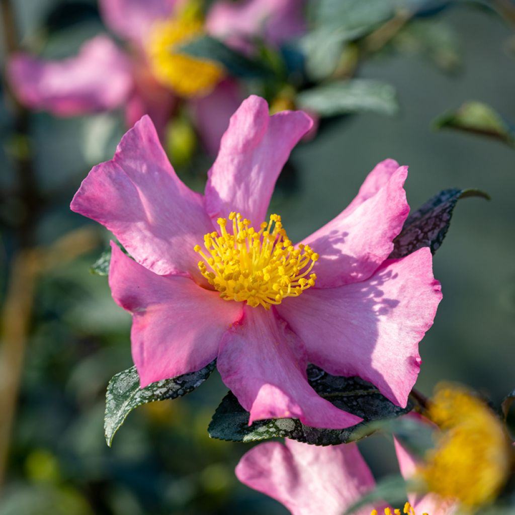 Camellia sasanqua Cleopatra - Camelia de otoño