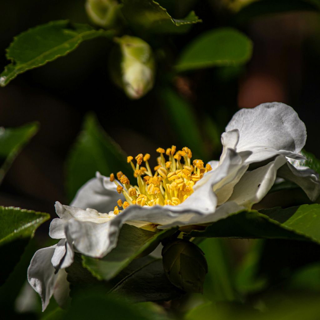 Camellia sasanqua Setsugekka - Camelia de otoño