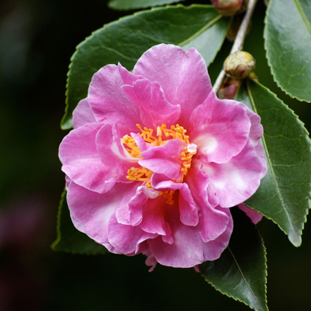 Camellia sasanqua Showa no Sakae - Camelia de otoño