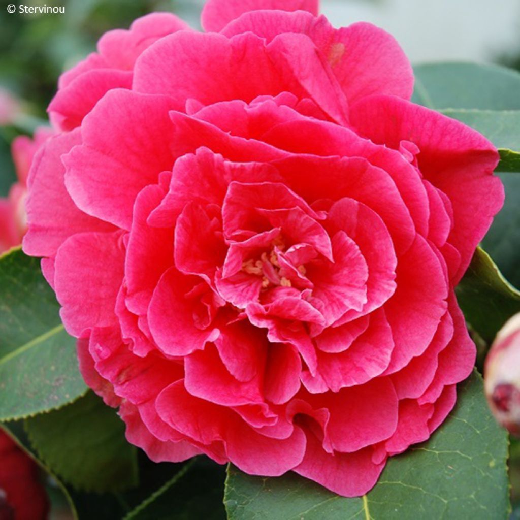 Camellia x reticulata Larry Piet - 