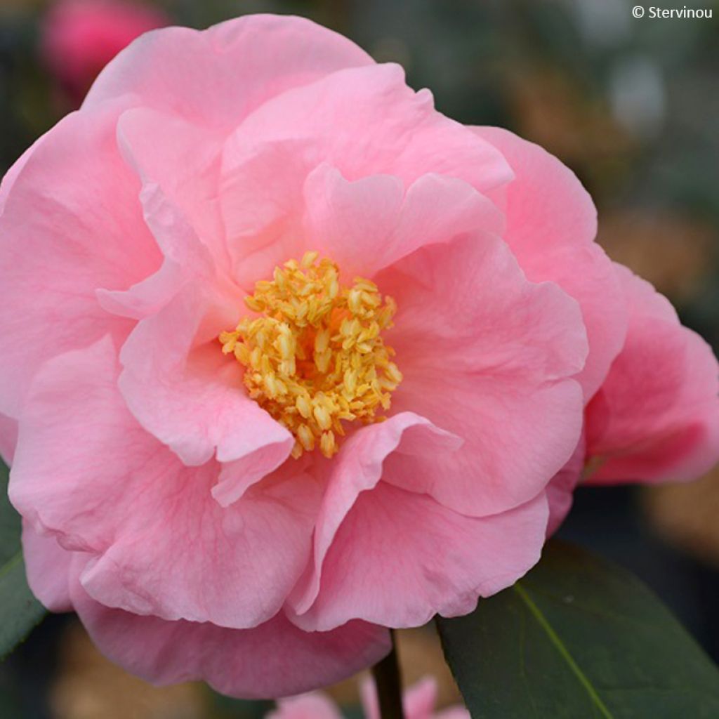 Camellia reticulata Lila Naff