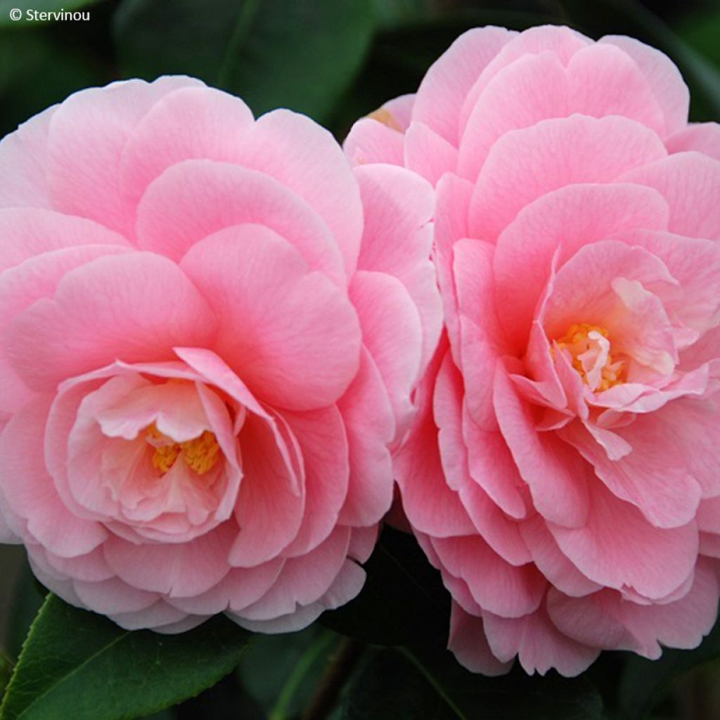 Camellia reticulata Lovely Lady