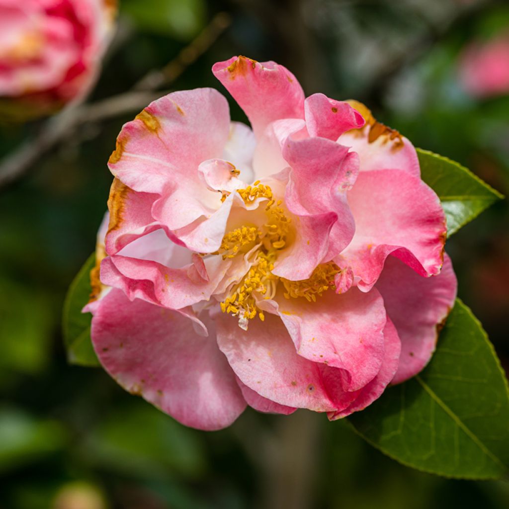 Camellia Betty's Beauty