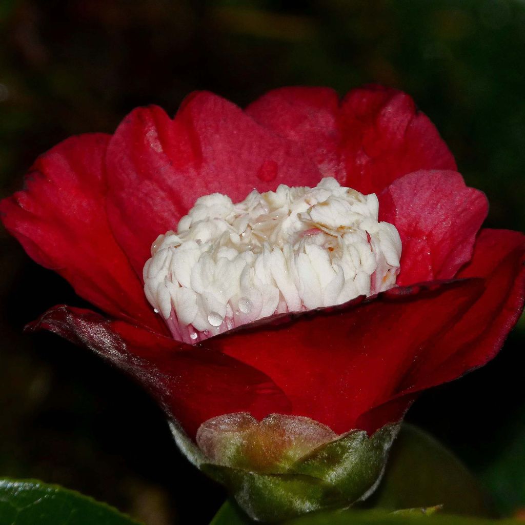 Camélia Bokuhan - Camellia japonica