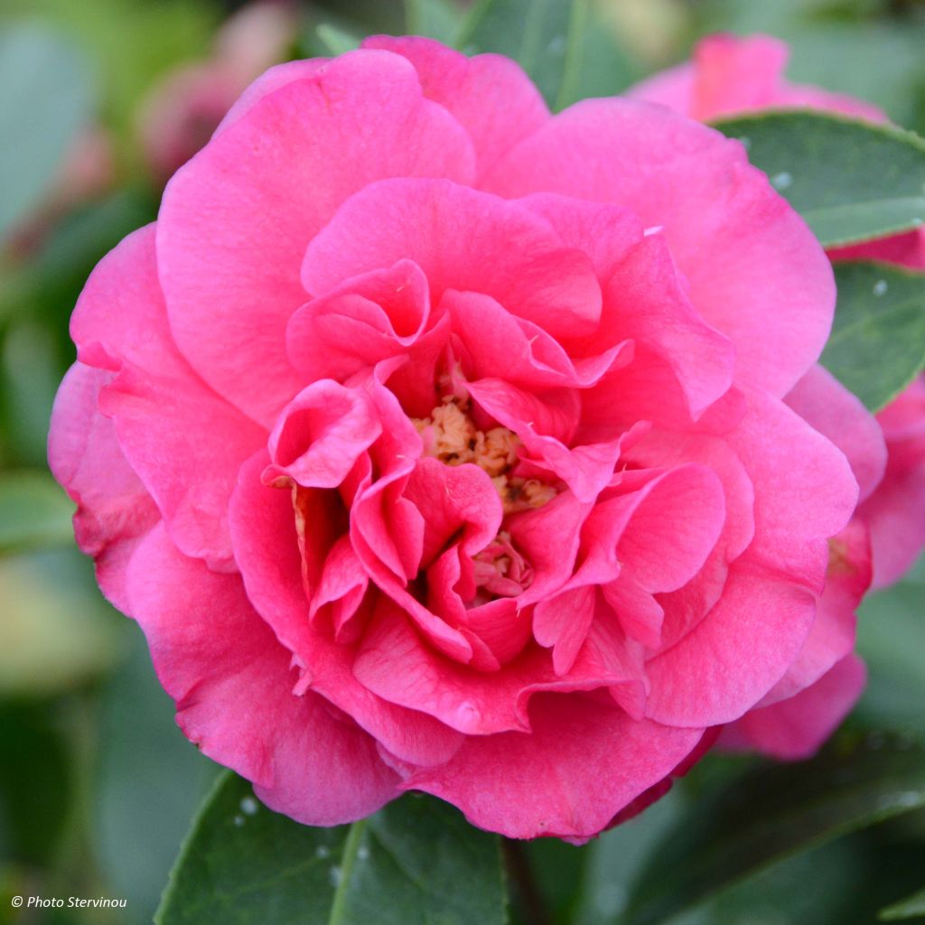 Camellia reticulata Fiesta Grande