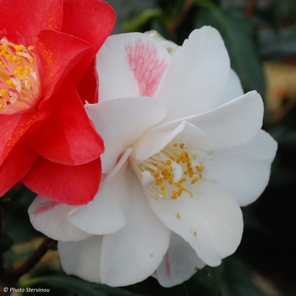 Camellia japonica Lady Vansittart