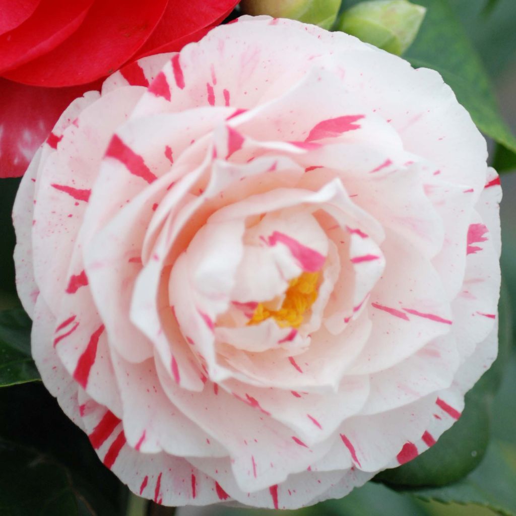 Camellia japonica Lavinia Maggi