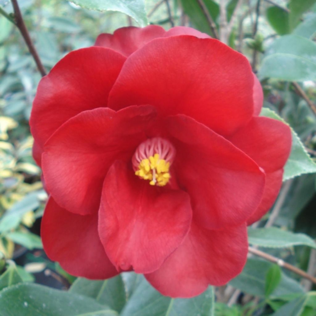 Camellia Royal Velvet