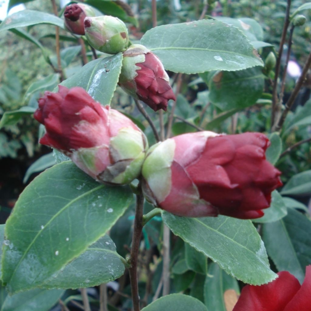 Camellia Royal Velvet