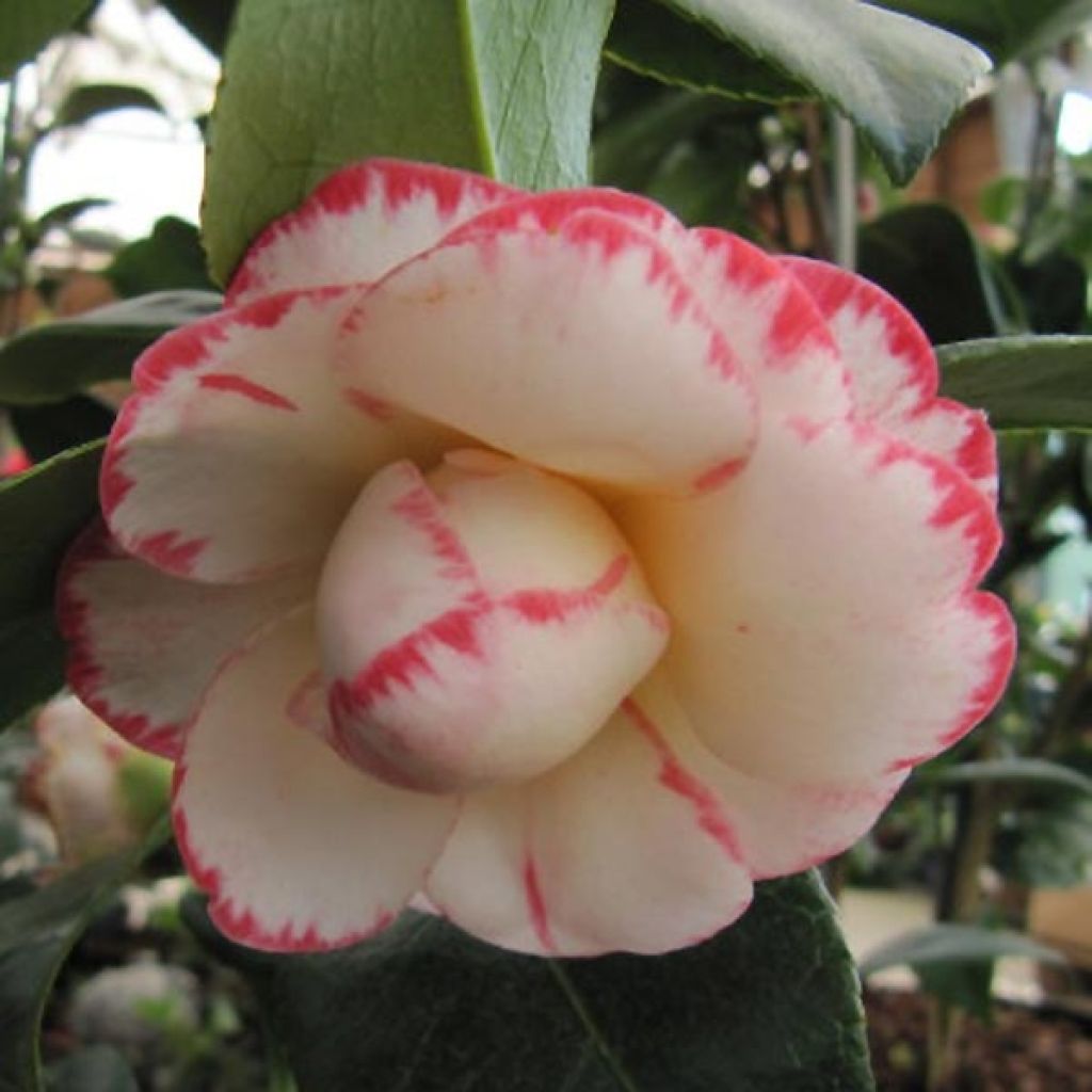 Camellia japonica Margaret Davis