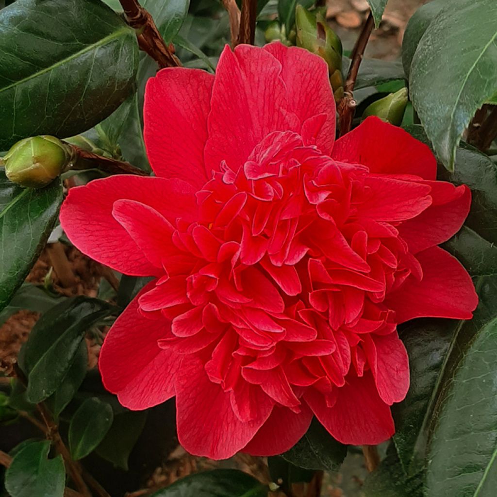 Camellia japonica Mark Alan