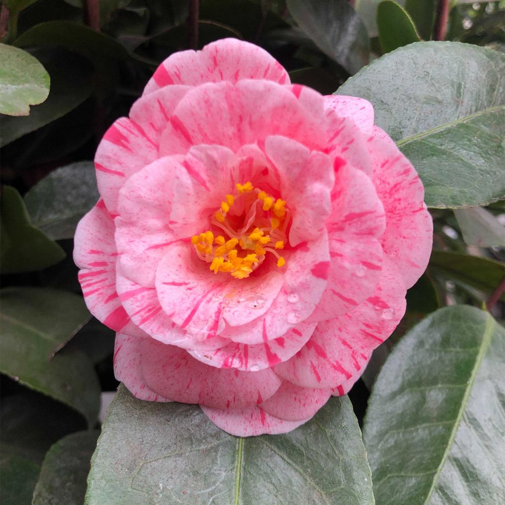 Camellia japonica Traverso