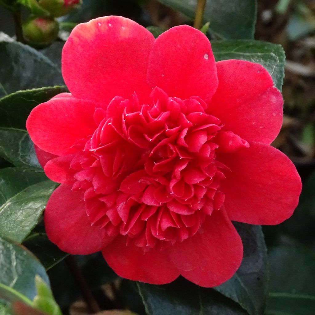 Camélia Volunteer - Camellia japonica