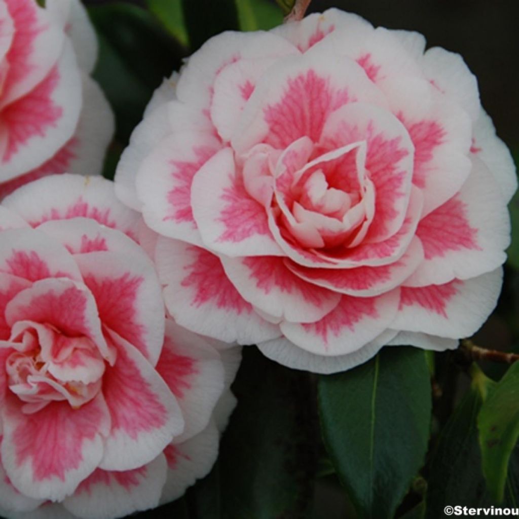 Camellia Look Away