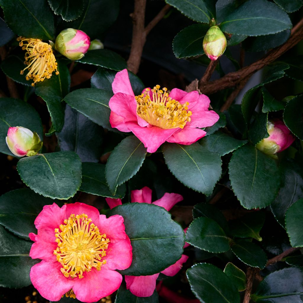 Camellia sasanqua Belinda - Camelia de otoño