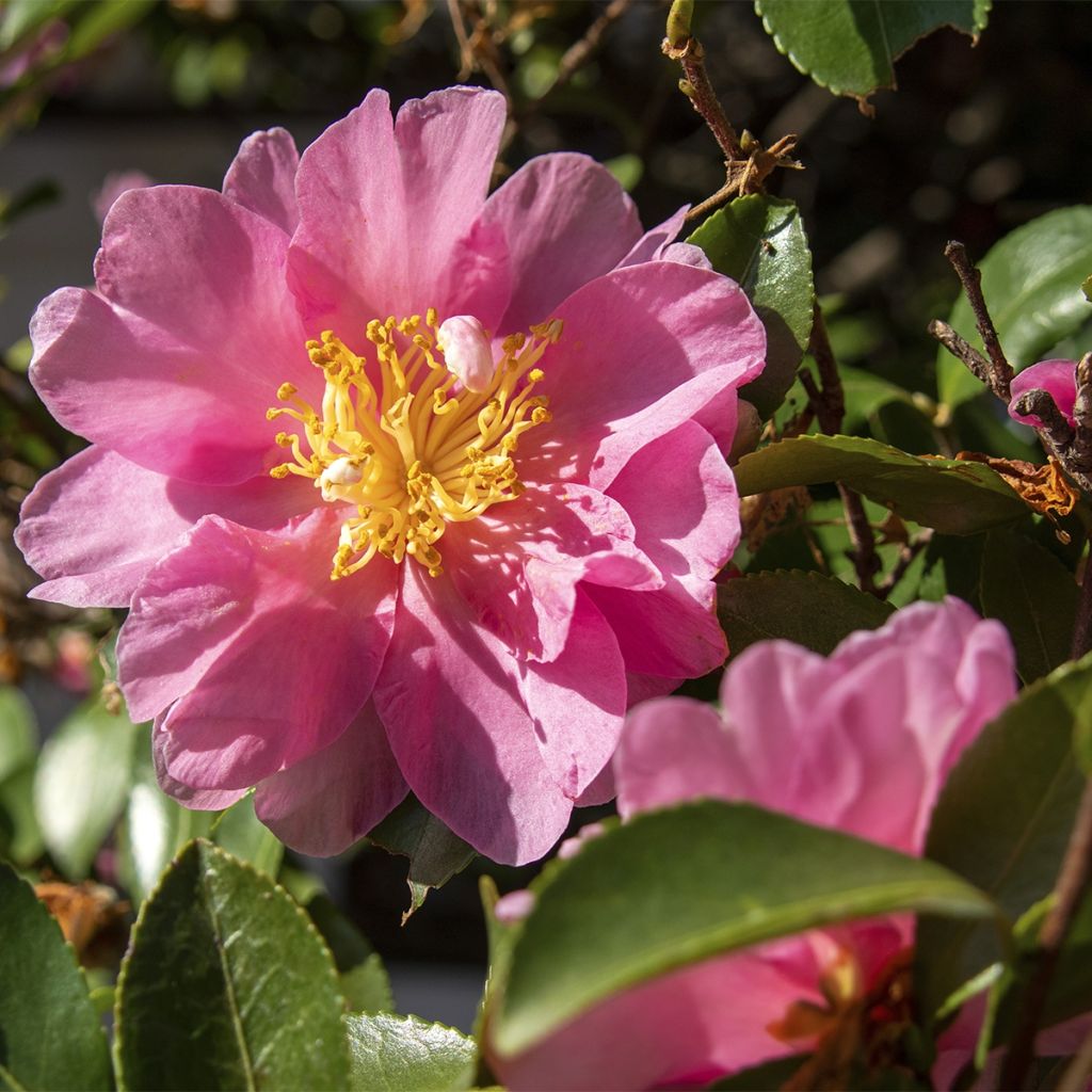 Camellia sasanqua Belinda - Camelia de otoño