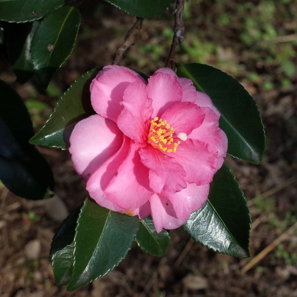 Camellia sasanqua Belinda - Camelia de otoño