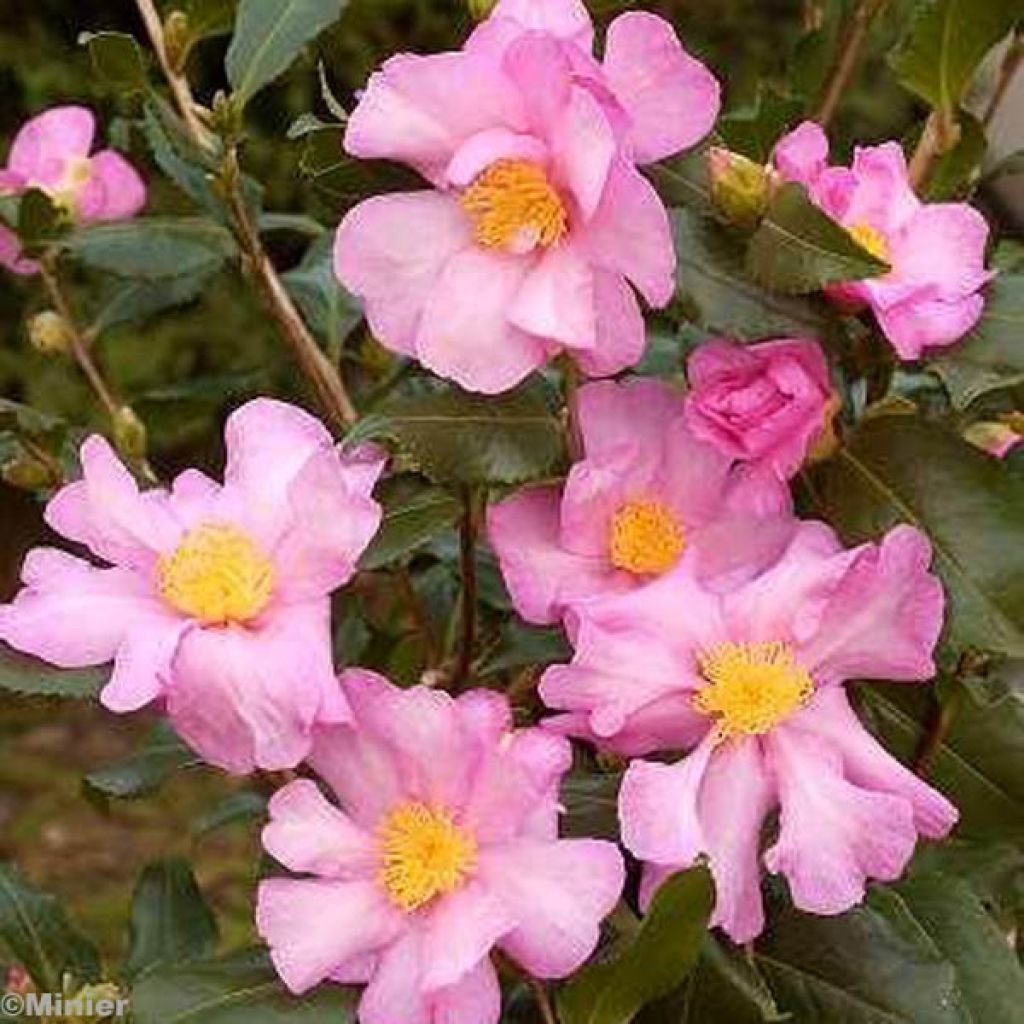 Camellia sasanqua Cleopatra - Camelia de otoño