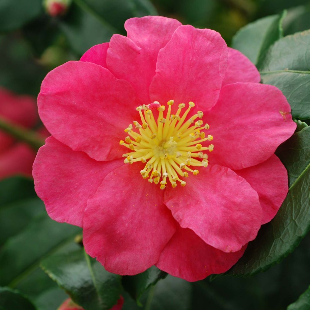 Camellia sasanqua Sekiyo - Camelia de otoño