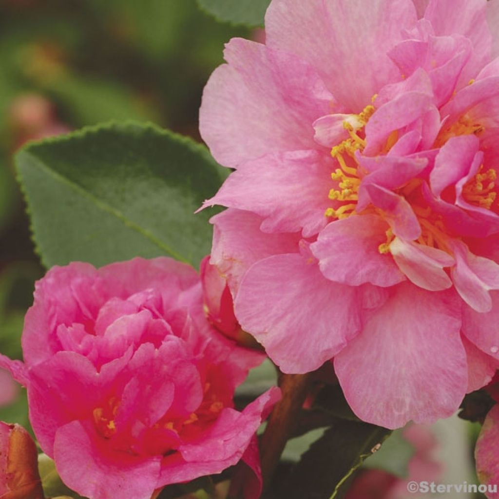 Camellia sasanqua Showa no Sakae - Camelia de otoño