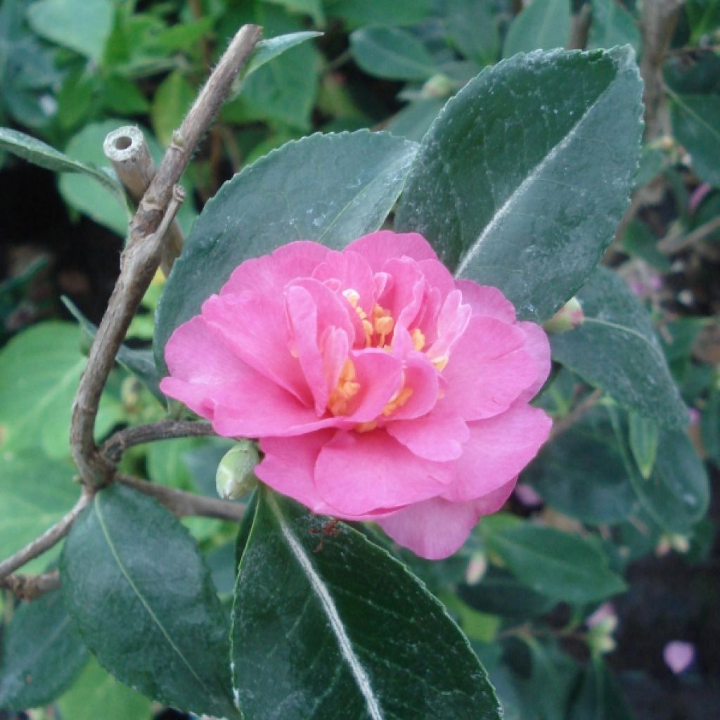 Camellia sasanqua Showa no Sakae - Camelia de otoño