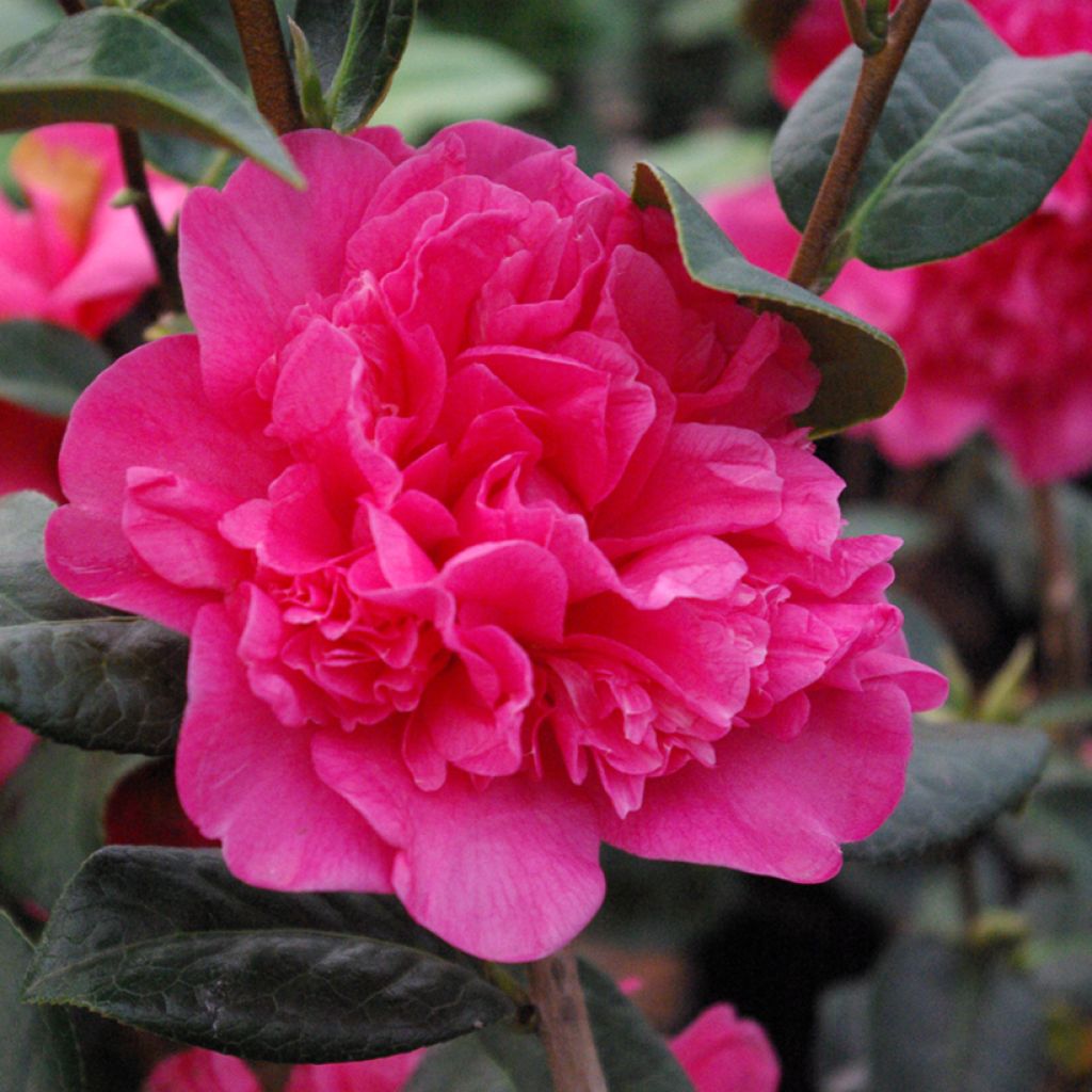 Camellia williamsii Anticipation