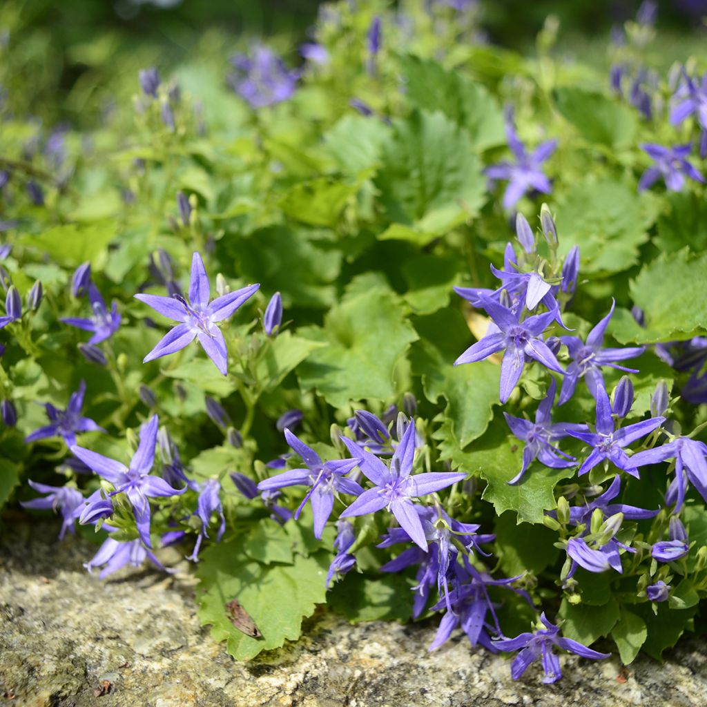 Campanula garganica