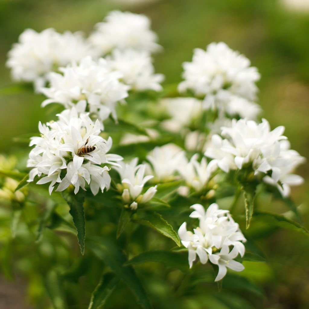 Campanula glomerata Alba