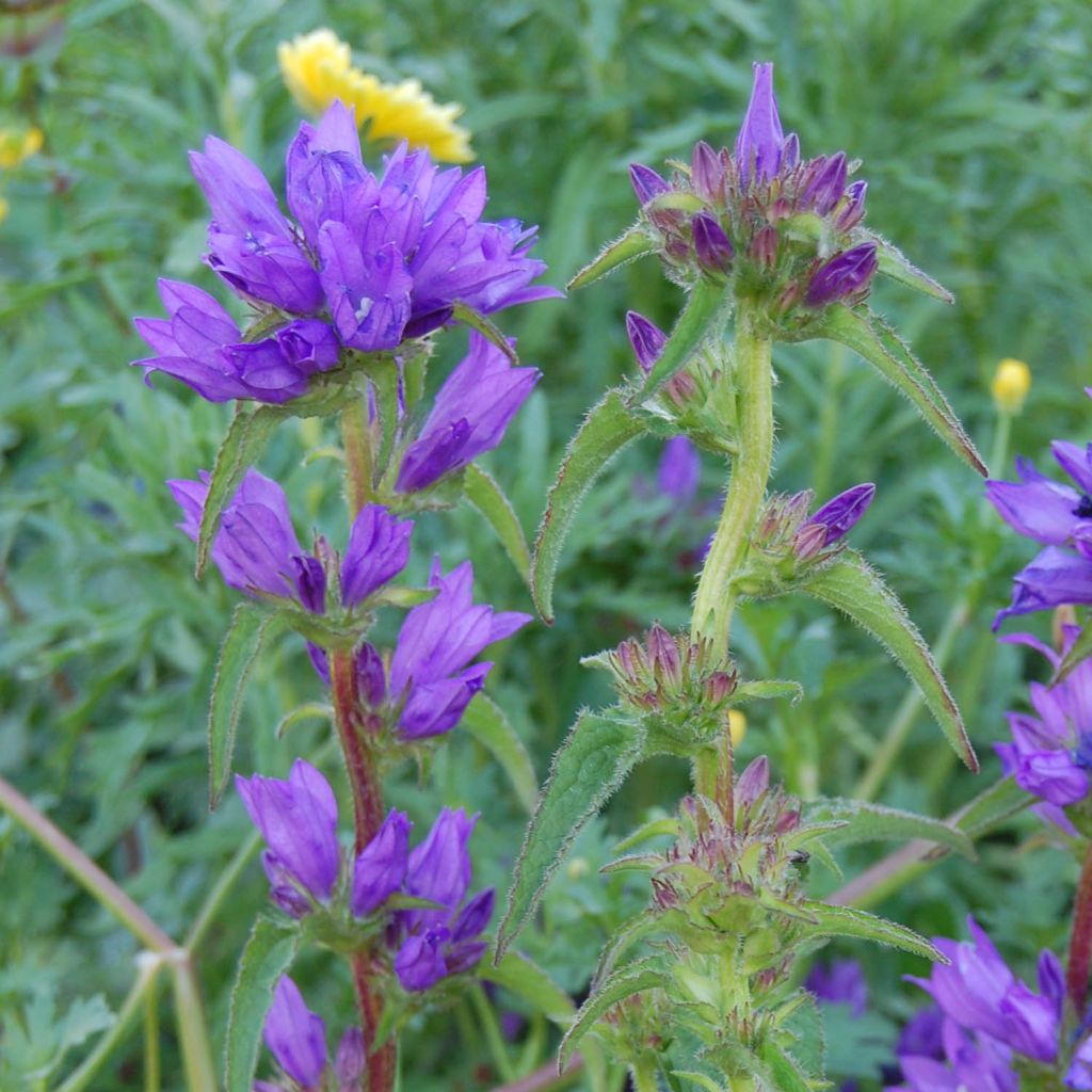 Campanula glomerata Superba - Campanule à bouquets