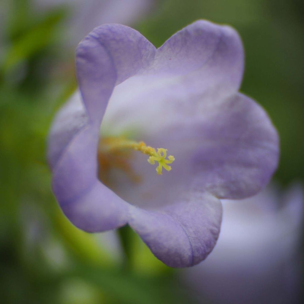 Campanula medium - Campanule des jardins - Carillon