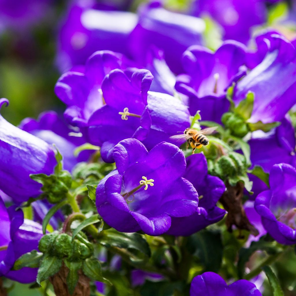 Campanula medium Blue - Campanilla de Canterbury