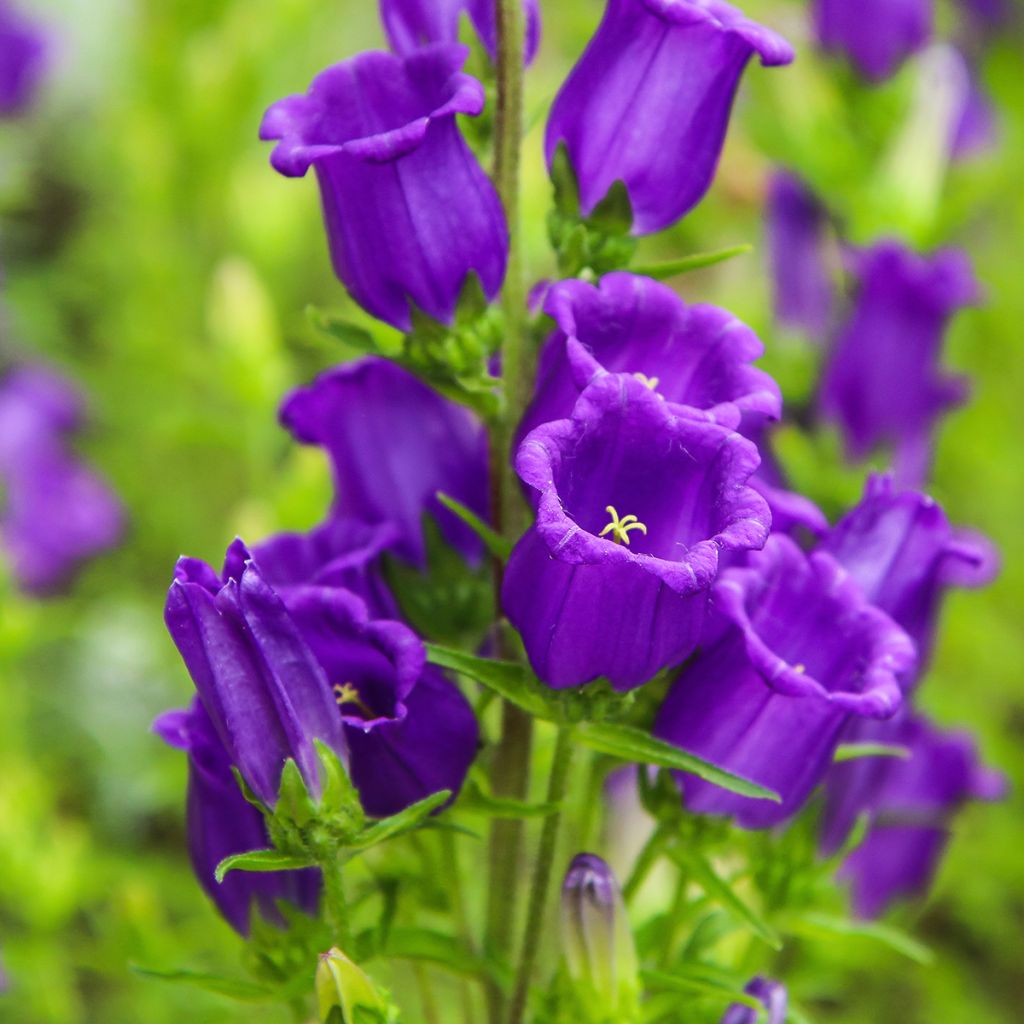 Campanula medium Blue - Campanilla de Canterbury