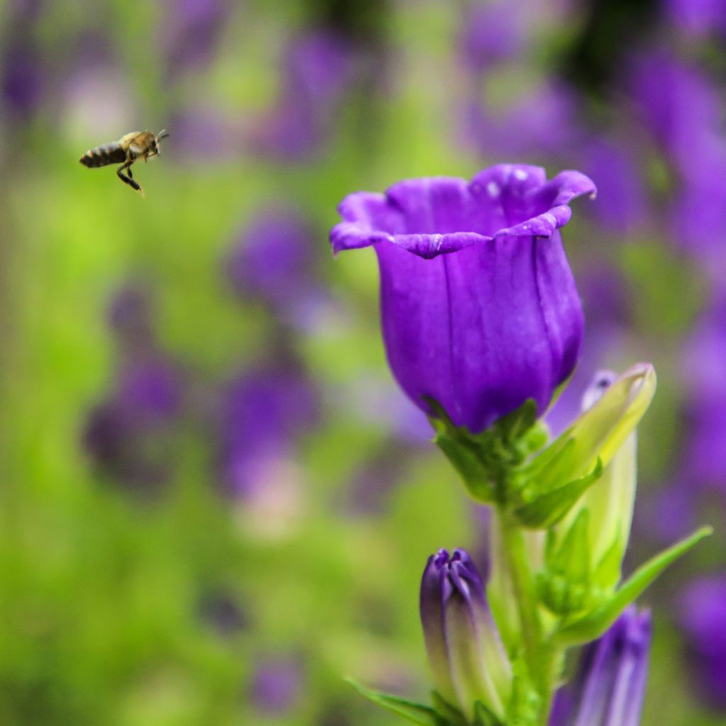 Campanula medium Blue - Campanilla de Canterbury