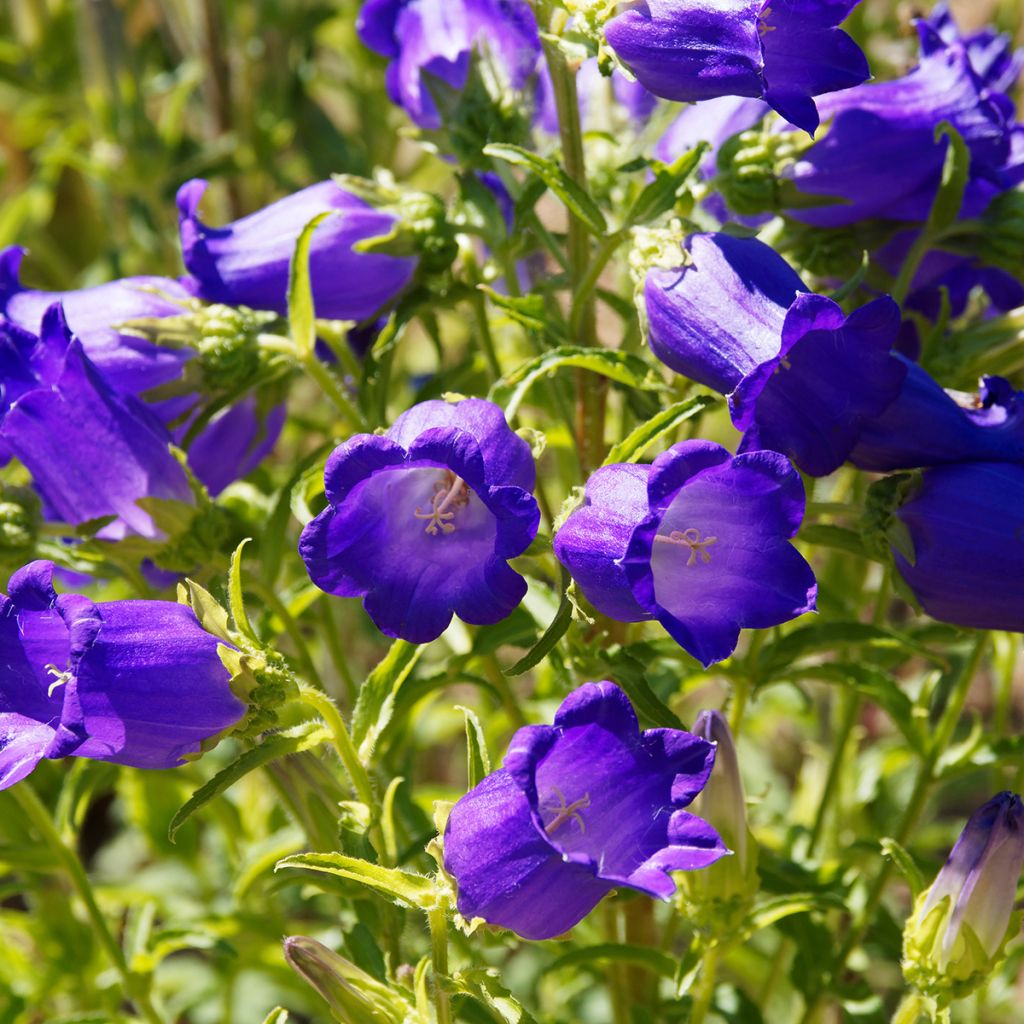 Campanula medium Blue - Campanilla de Canterbury