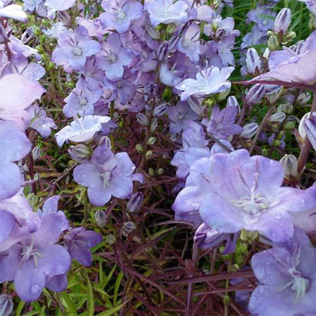 Campanula persicifolia Hidcote Amethyst - Campanule à feuilles de pêcher rose lilacé