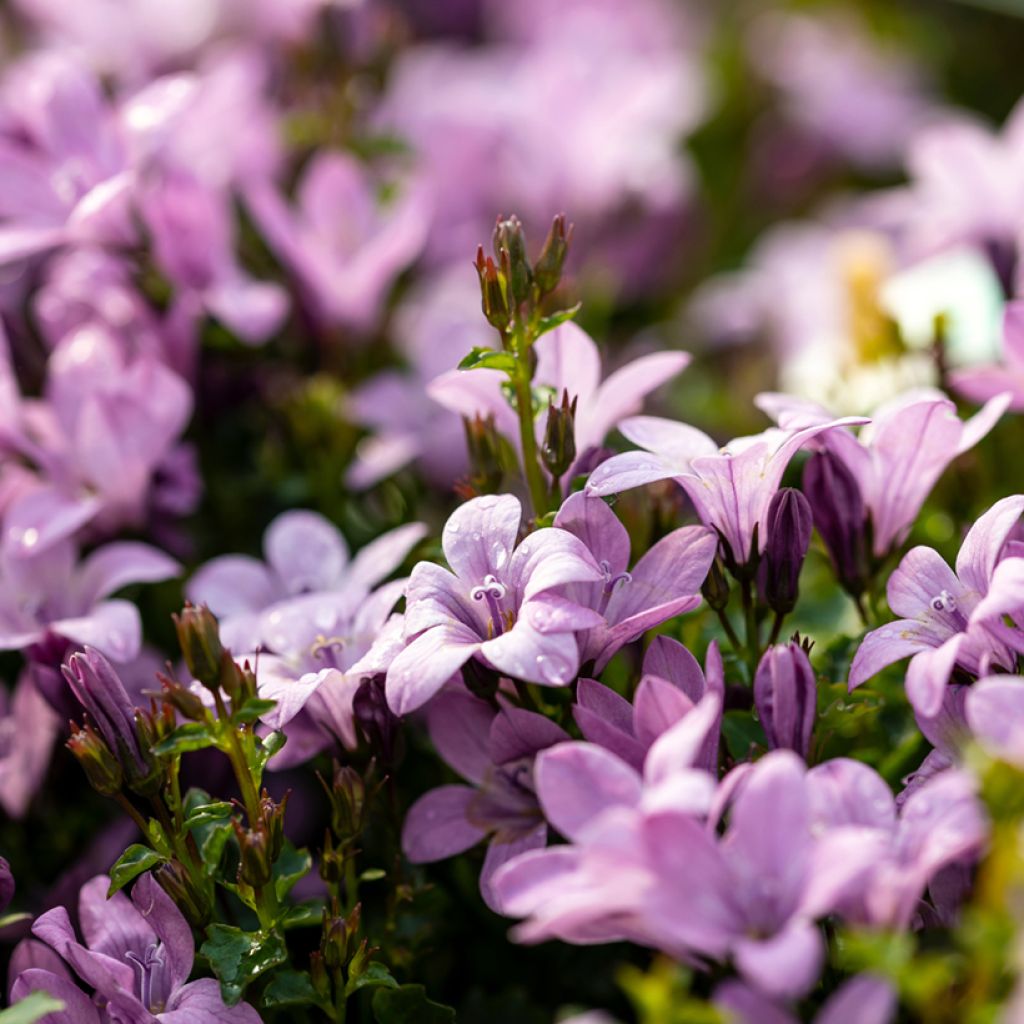 Campanula portenschlagiana Ambella Pink Skl18003 - Campanule des Murets