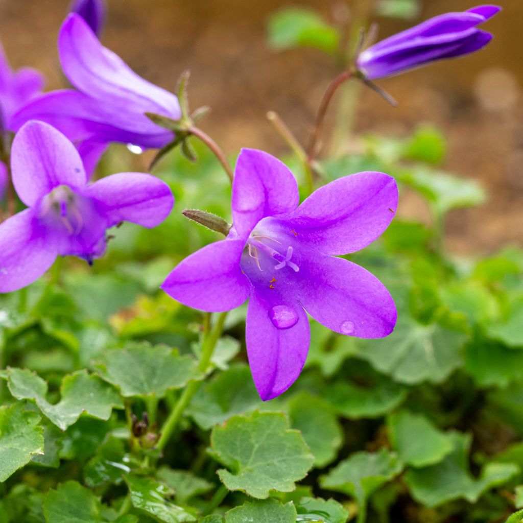 Campanula poscharskyana Resholt Variety