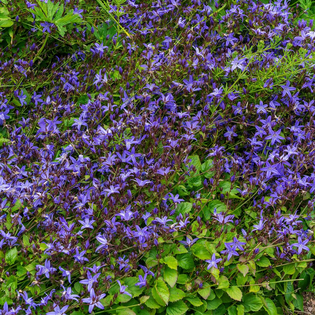 Campanula poscharskyana Stella